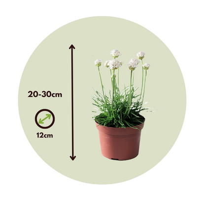 Clavel De Playas - 3 Pzs - Armeria Maritima 'deep White' - A20-30cm - ⌀12cm_2