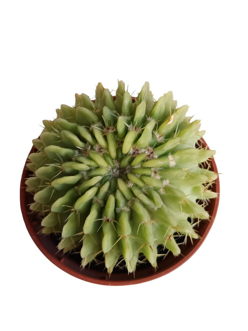 Cactus Echinopsis Oxygona Planta Ø5_0