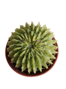 Cactus Echinopsis Oxygona Planta Ø5