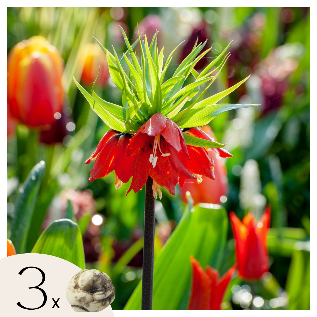 Fritillaria Roja - 3 Pzs - Fritillaria Rubra - Bulbos De Flores - Naranja_0