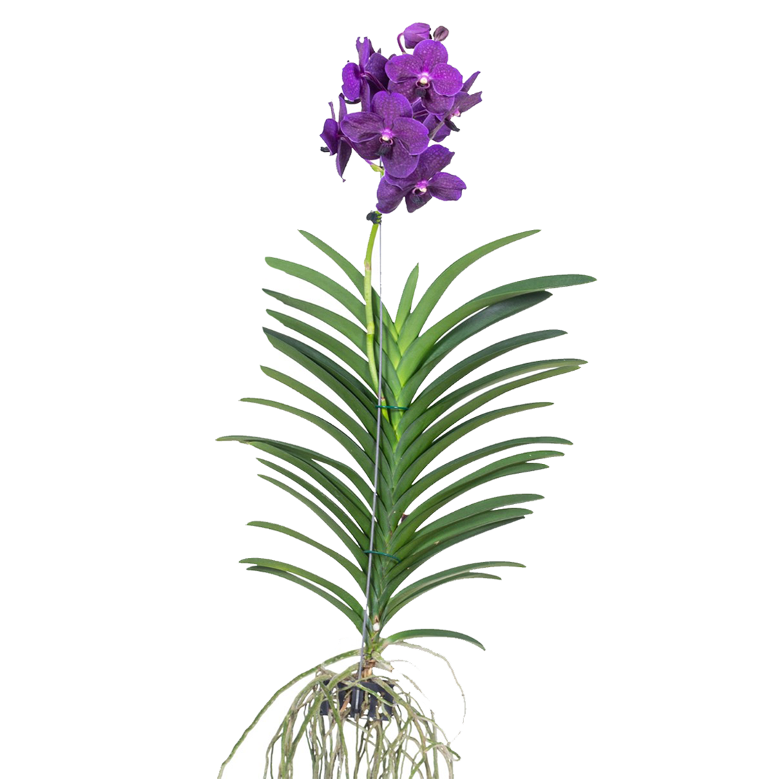 Orquídea Vanda - Vanda 'velvet Blackberry' - Altura 80-90cm_0