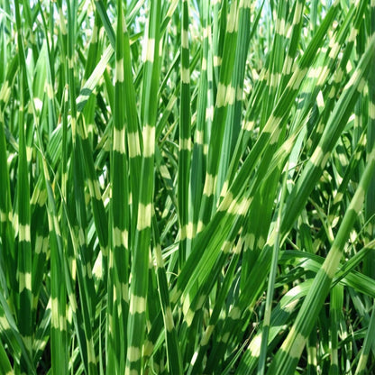 Pasto Plateado Chino - 2 Pzs - Miscanthus 'zebrinus' - Altura 20-30cm - ⌀23cm
