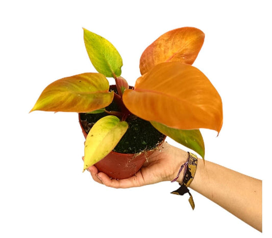 Philodendron Prince Of Orange M12 25cm_0