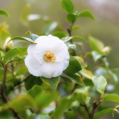 Camelia Japonesa - 3 Pzs - Camellia Japonica 'brush Field' - A25-40cm - ⌀9cm