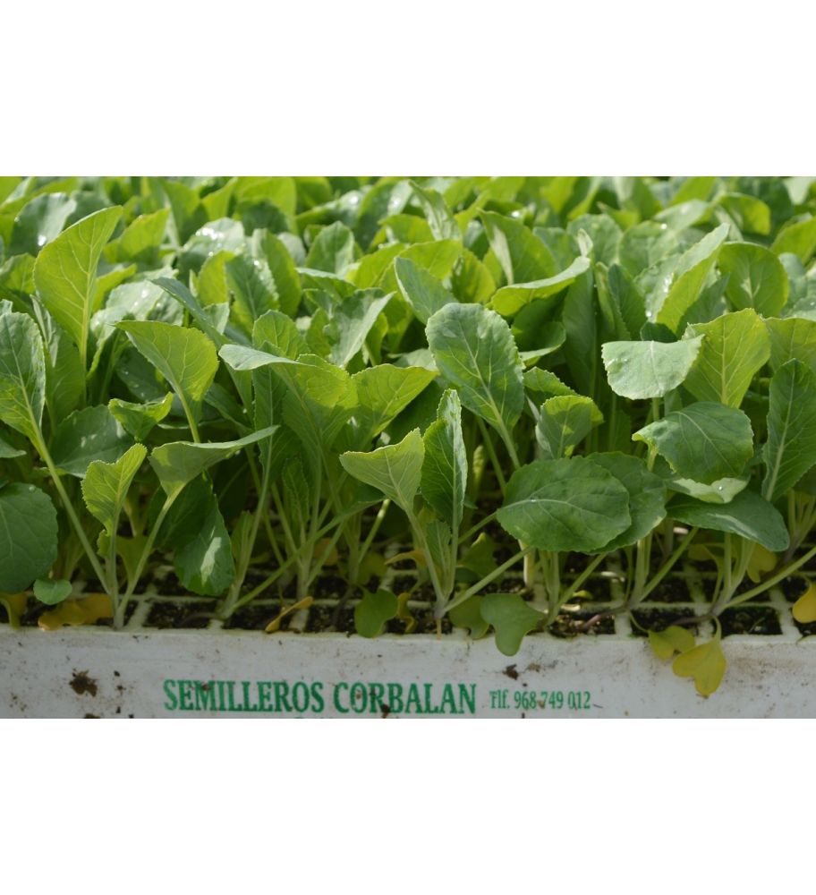 Plantón Romanesco (10 Unidades)_1