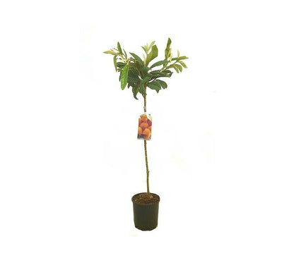 Árbol Frutal Níspero Japónica 140-150cm Para Exterior_0