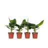 Plátano Enano - 4 Pzs - Musa 'oriental Dwarf' - Altura 25-40cm - ⌀12cm
