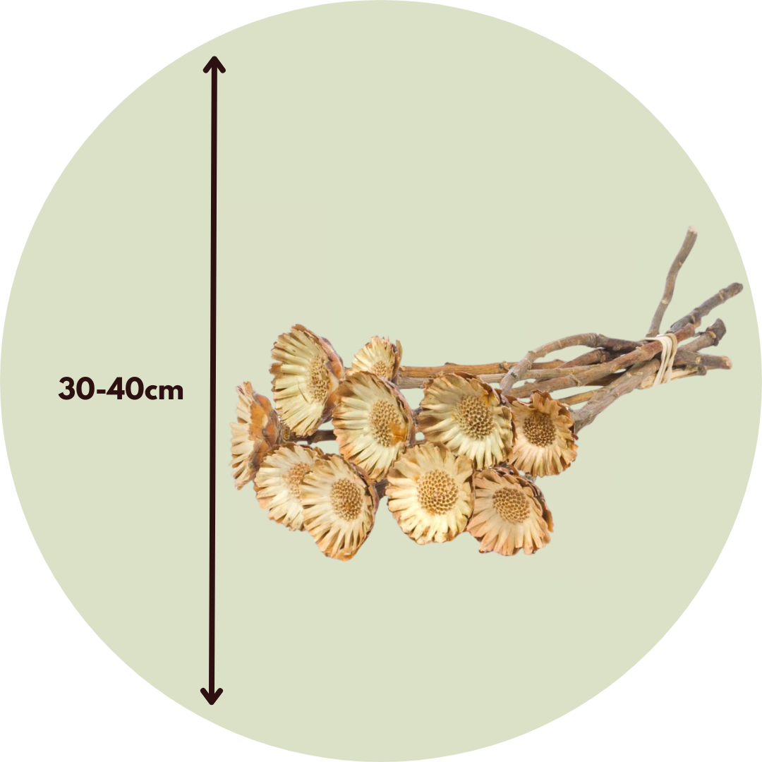 Flores Secas - 10 Pzs - Ramo 'protea Compacta'