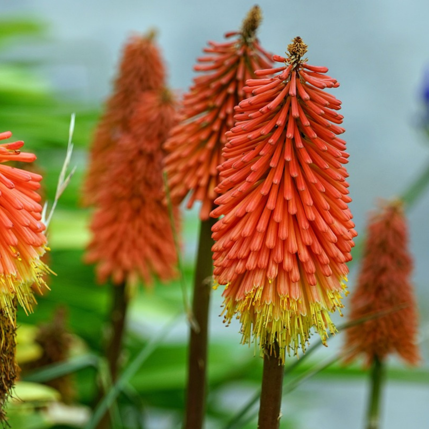 Flecha De Fuego - 3 Pzs - Tritoma Kniphofia 'alcazar' - Cepellones - Naranja_3