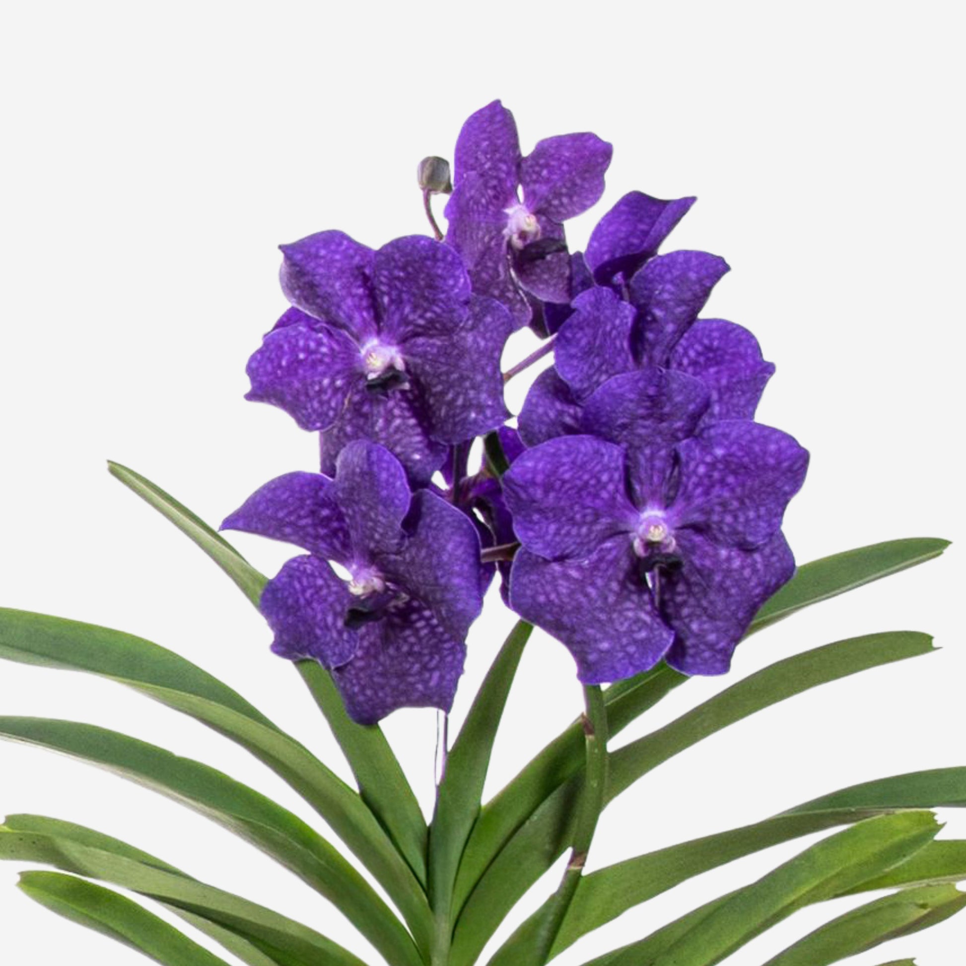 Orquídea Vanda - Vanda 'blue' - Altura 55-65cm
