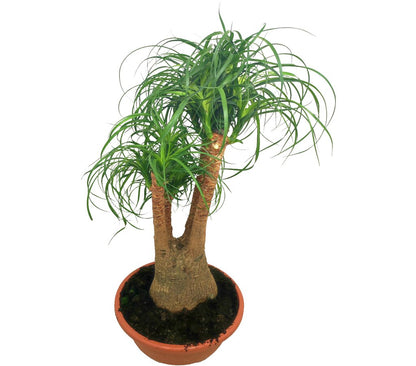 Beaucarnea Ramificada T27 60-80cm (pata De Elefante O Nolina)_2