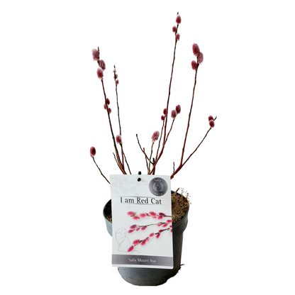 Sauce Arbustivo - Salix Gracilistyla 'mount Aso' - Altura 40-50cm - ⌀17cm_0