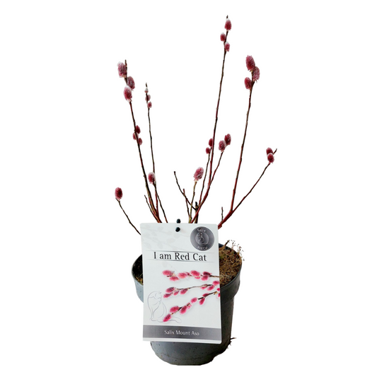 Sauce Arbustivo - Salix Gracilistyla 'mount Aso' - Altura 40-50cm - ⌀17cm_0
