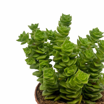 Crassula Green Pagoda Cactus Y Suculentas M8,5 cm Ø_2