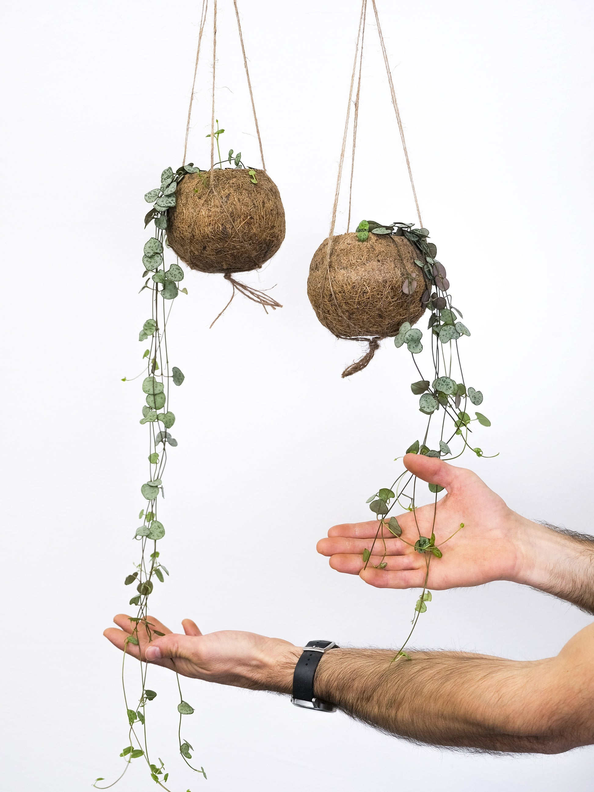 Ceropegia Woodii O Rosario De Corazones