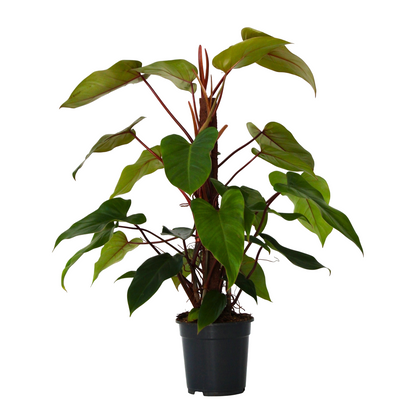 Filodendro - Philodendron 'imperial Red' - Altura 50cm - ⌀19cm