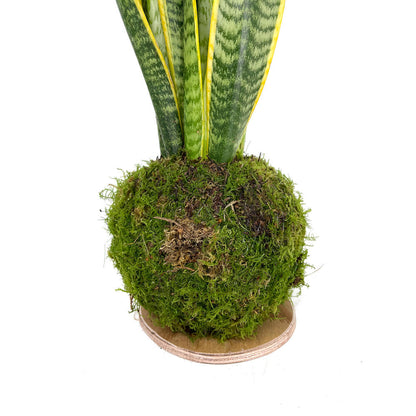 Kokedama Sansevieria 70cm_1