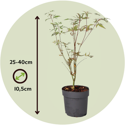Arce Japonés - 4 Pzs - Acer Palmatum 'butterfly' - Altura 25-40cm - ⌀105cm_2