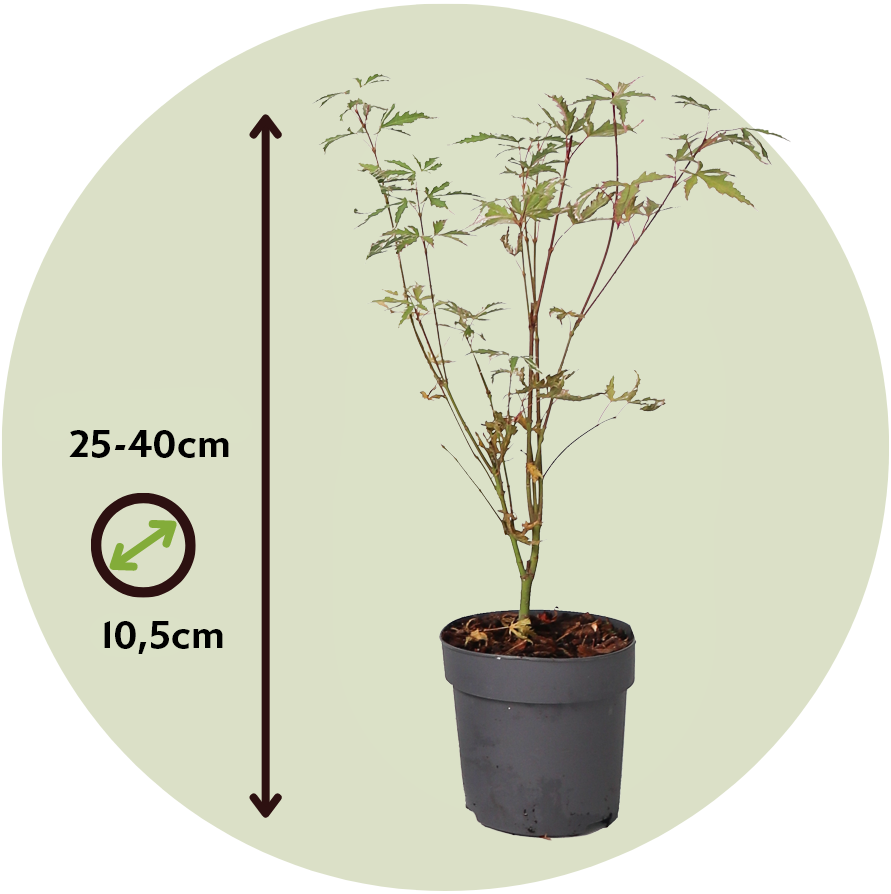 Arce Japonés - Acer Palmatum 'butterfly' - Altura 25-40cm - ⌀105cm_2