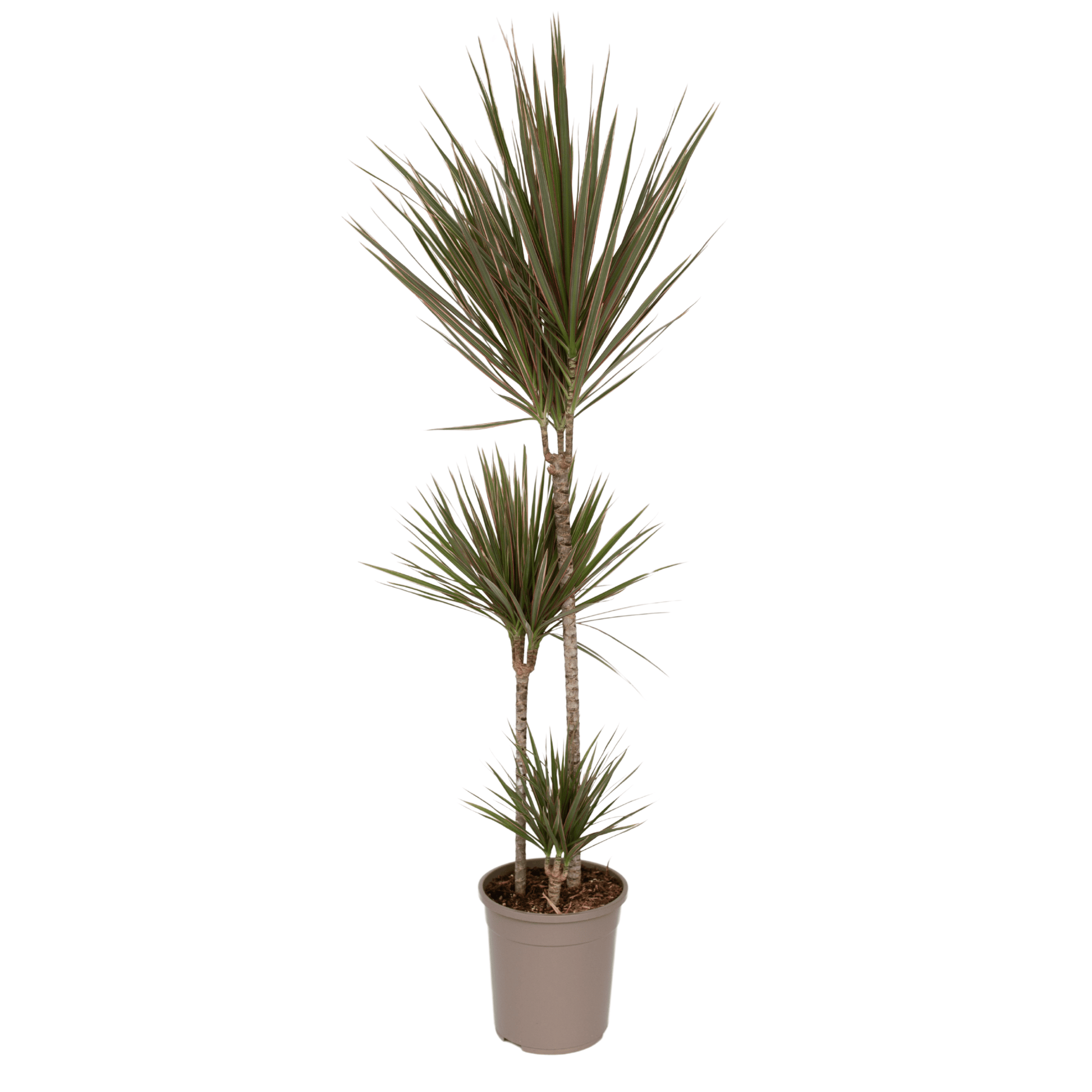 Drácena - Dracaena Marginata 'bicolor' - Altura 110-130cm - ⌀24cm