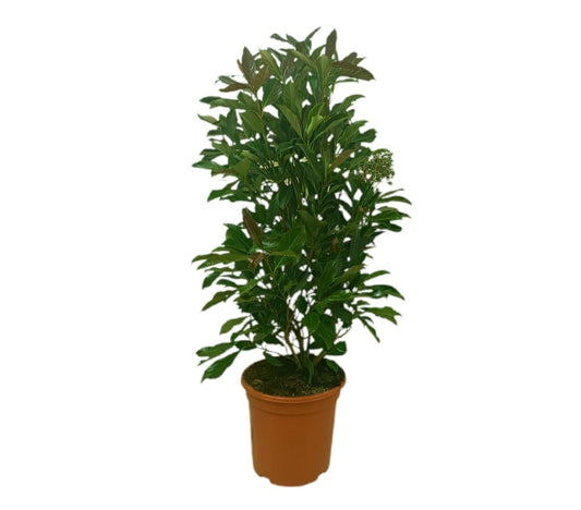 Viburnum Coppertop M24 80-100cm_0