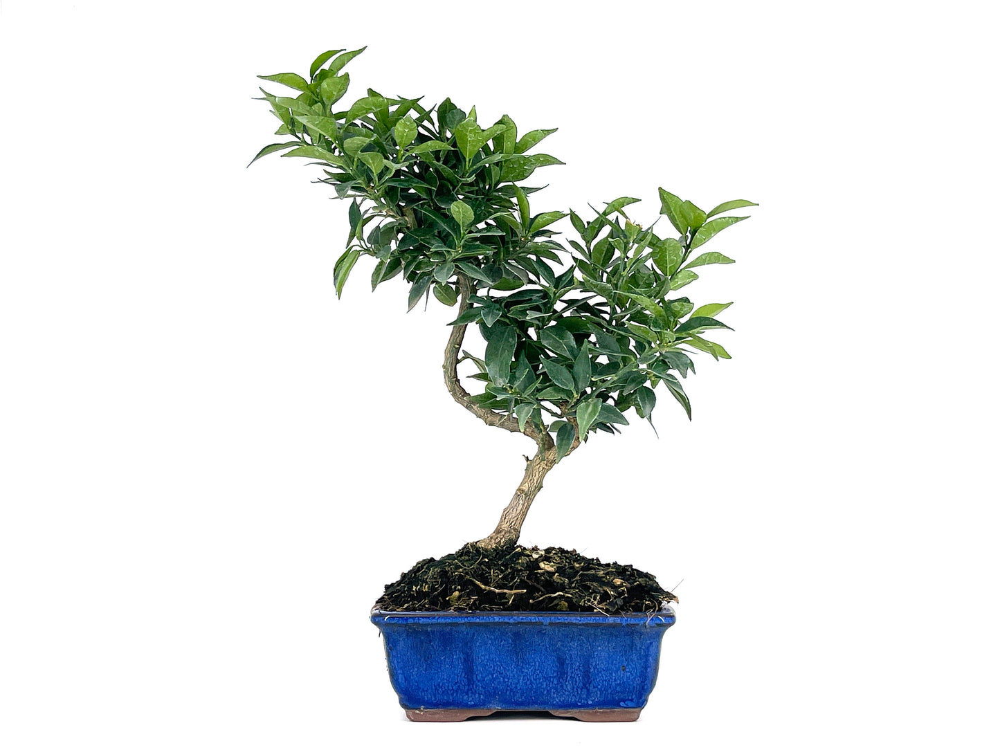 Bonsái Citrus Myrtifolia – Naranjo 7 Años