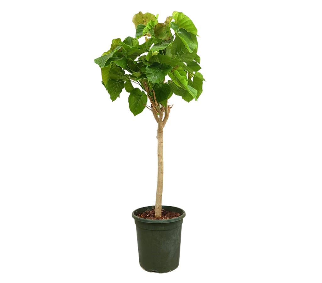 Ficus Umbellata M32_0