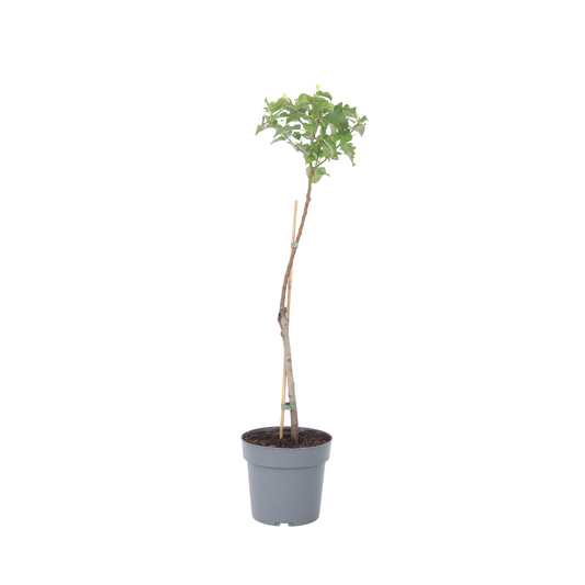 Albaricoquero - Prunus Armeniaca - Altura 90-100cm - ⌀21cm_0