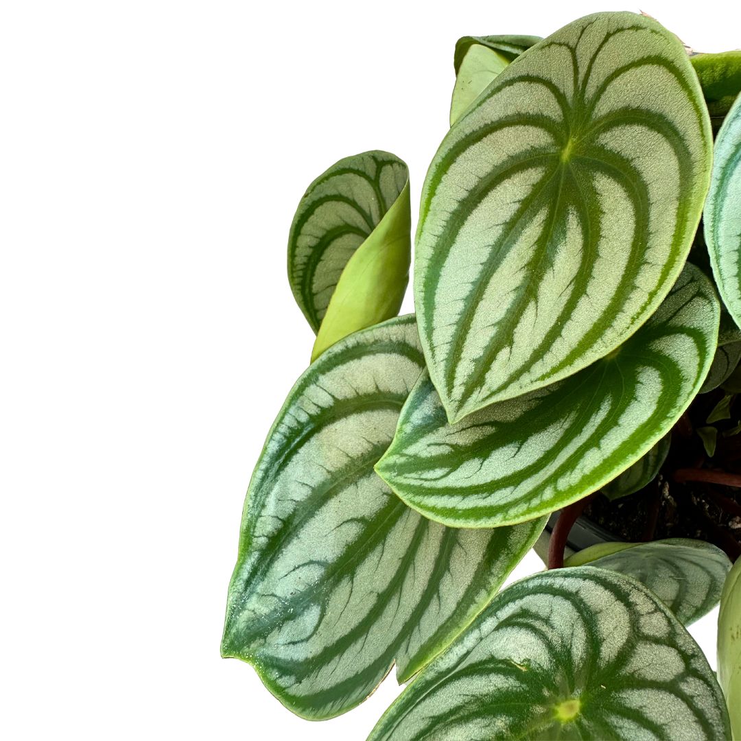 Peperomia Watermelon O Argyreia M17_1