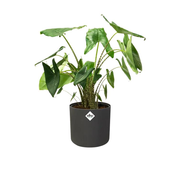 Macetero B.for Soft Round Elho Antracita 18 cm