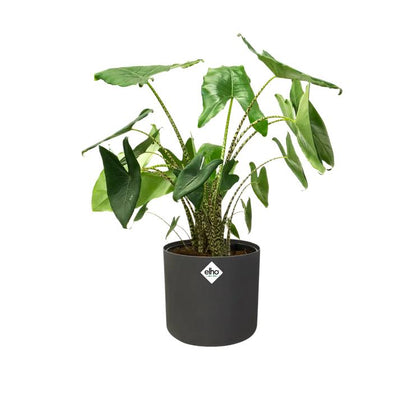 Macetero B.for Soft Round Elho Antracita 35 cm
