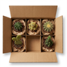 Pack 5 Cactus Naturales Diferentes En Maceta De 5cm Para Decorar Tu Hogar U Oficina