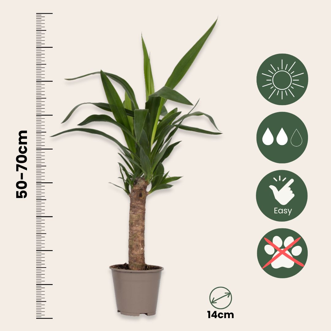 Mezcla De Palmeras - 6 Pzs - Indoor Palmmix - Altura 50-70cm - ⌀14cm_2