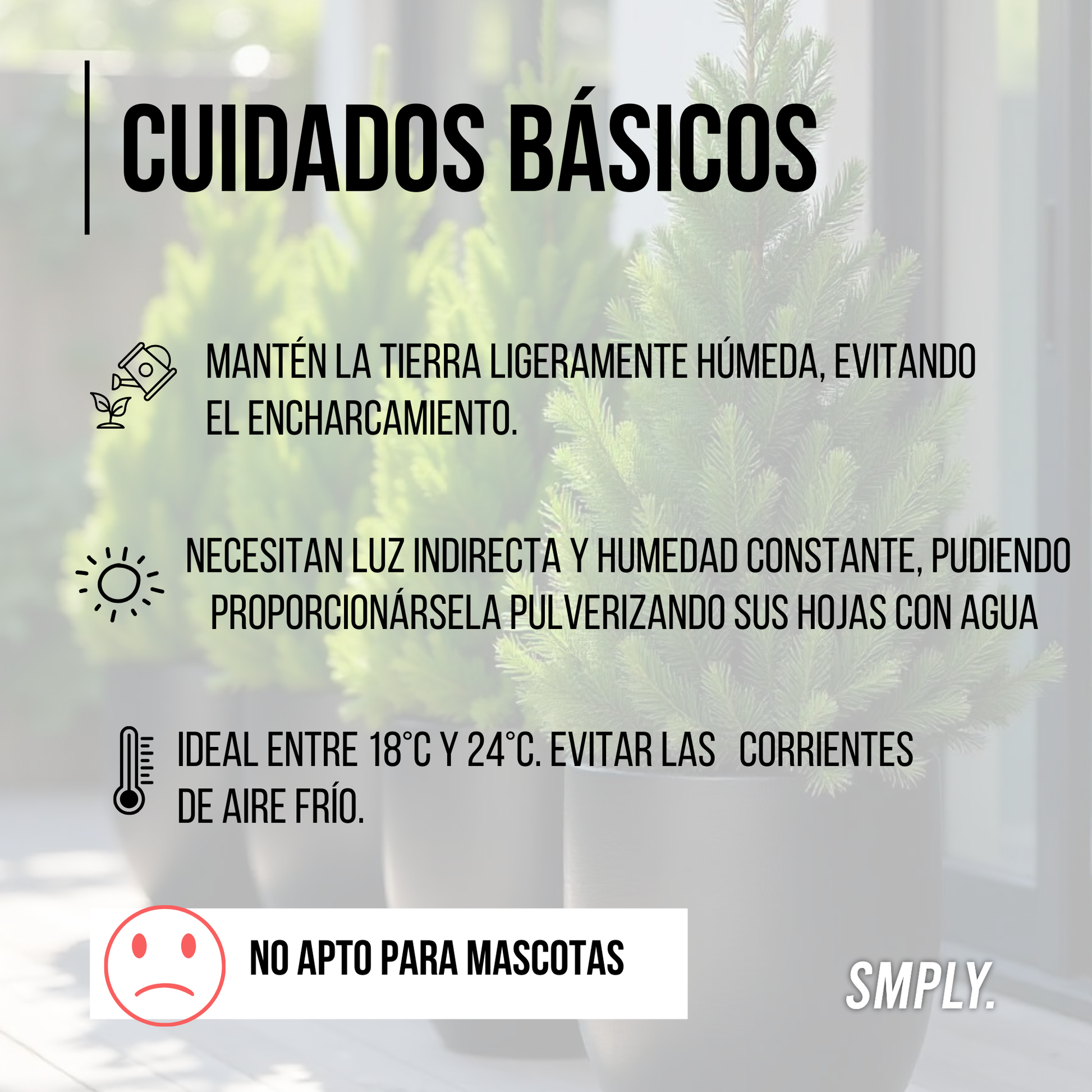 Ciprés Wilma Goldcrest Altura Aproximada 35 Centímetros Ciprés Limón Maceta De 13cm De Diámetro