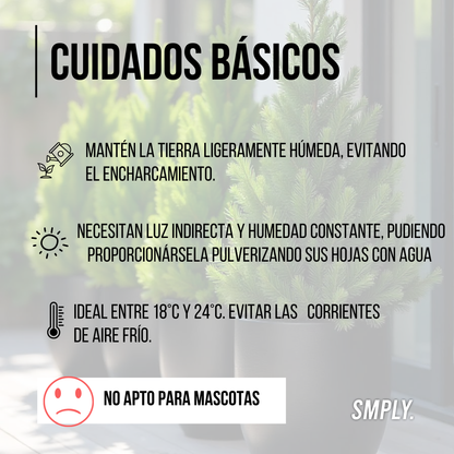 Ciprés Wilma Goldcrest Altura Aproximada 35 Centímetros Ciprés Limón Maceta De 13cm De Diámetro