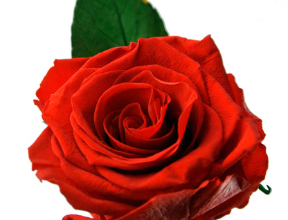 Mundo Eterno Rosa En Cúpula Roja 12x20