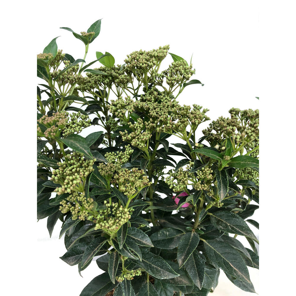 Viburnum Tinus M22 60cm (durillo)_1