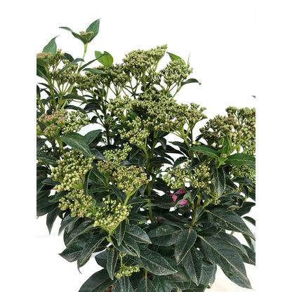 Viburnum Tinus M22 60cm (durillo)_1
