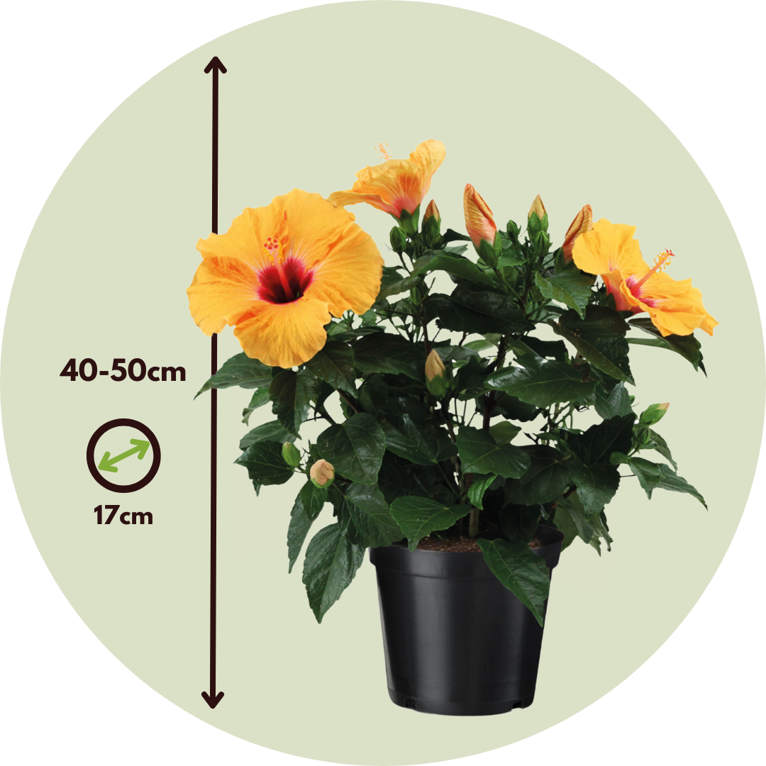 Rosa China - Hibiscus Rosa-sinensis - Naranja - Altura 40-50cm - ⌀17cm_2