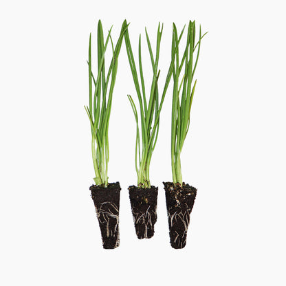 Plantón Cebolla Amarilla Híbrida - PlantaBo_0