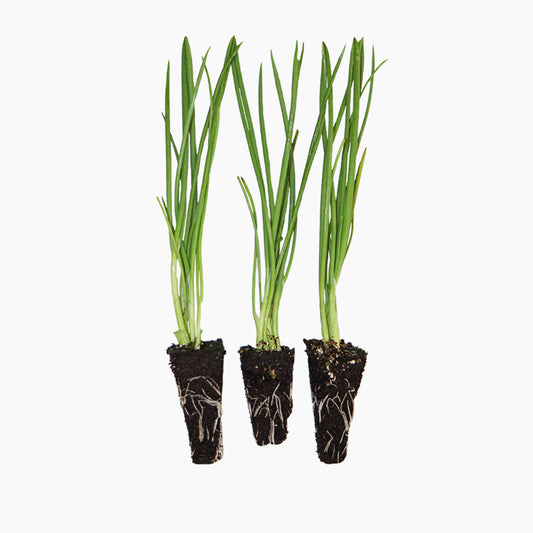 Plantón Cebolla Amarilla Híbrida - PlantaBo_0