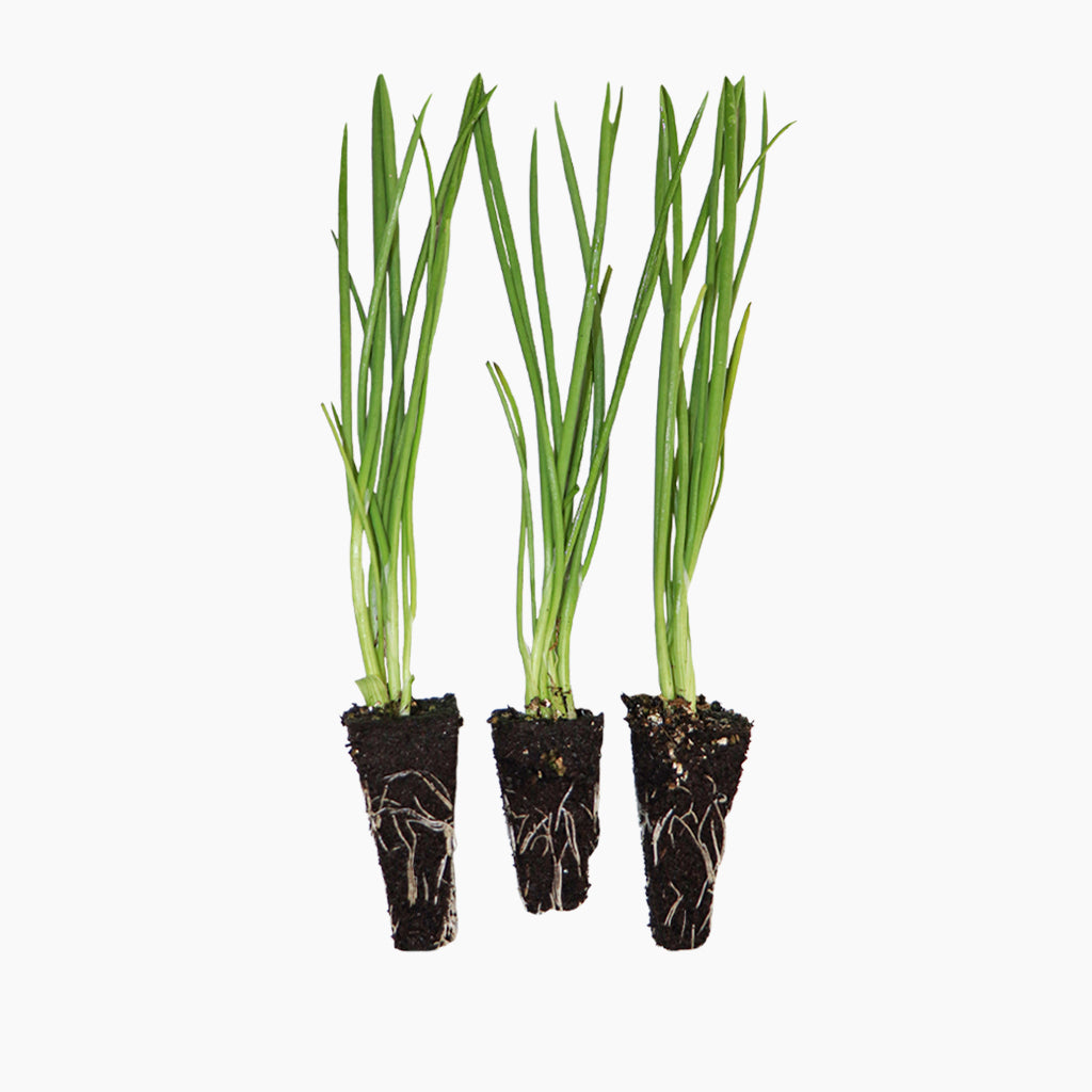 Plantón Cebolla Amarilla Híbrida - Plantabo. 3 Unidades_0