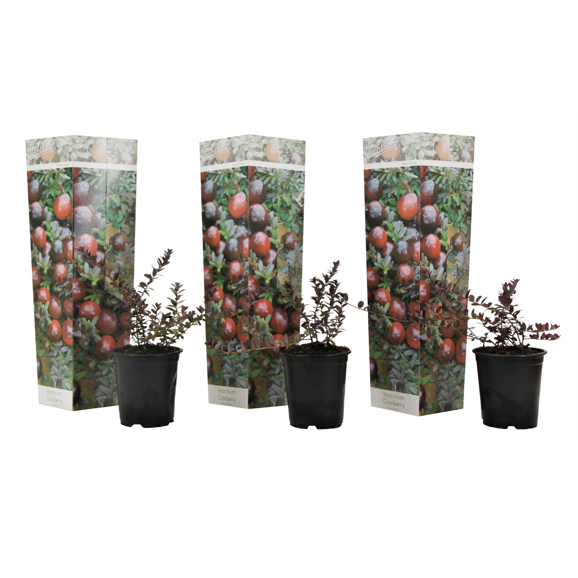 Arándano Rojo - 3 Pzs - Vaccinium Macrocarpon 'cranberry' - A10-20cm - ⌀9cm