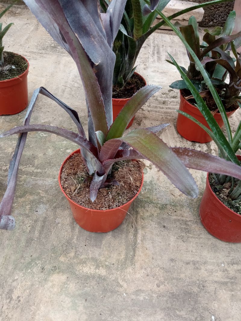 Bromelia Sp6 Plantas Para Terrarios Y Jardin