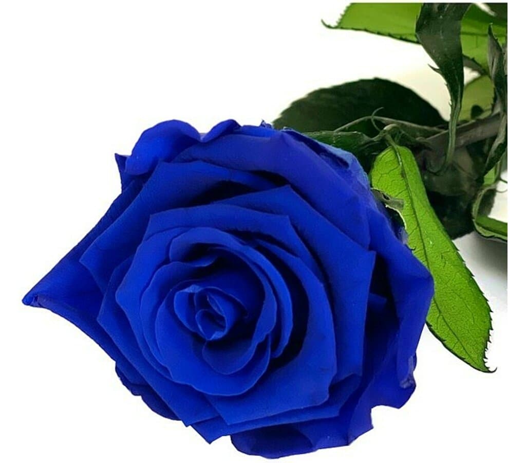 Mundo Eterno Rosa Preservada Azul Oscuro 25cm_0