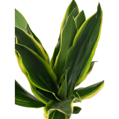 Dracena Gold Coast 2 Troncos 45-15 M17 70-80cm