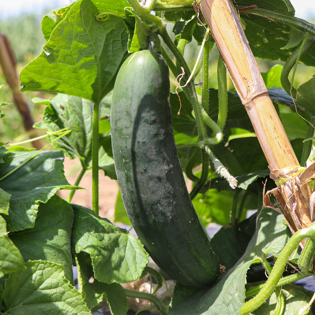 Plantón Pepino Tipo Francés 2 Unidades - Plantabo_1