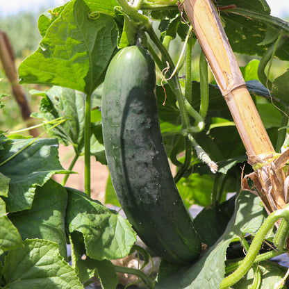 Plantón Pepino Tipo Francés 2 Unidades - Plantabo_1