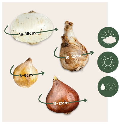 Jardín De Bulbos Colorido - 125 Pzs - Bulbos De Flores