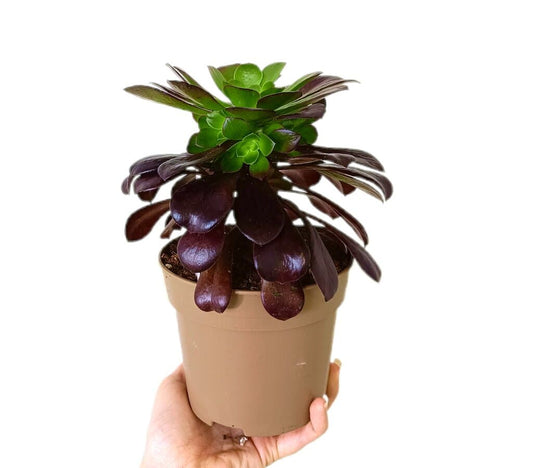 Aeonium Arboreum M14_0